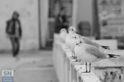 Non giudicateci... - Foto Simone Secondini