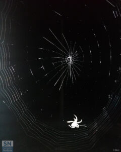 Il lavoro minuzioso di un ragno - Foto Roberta Bisci