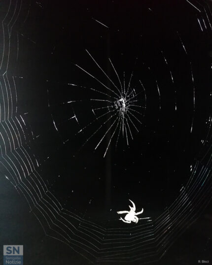 Il lavoro minuzioso di un ragno - Foto Roberta Bisci