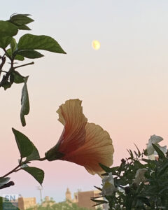 Dolci colori : il fiore, il cielo e la luna, come in un dipinto - Foto Rossano Morici
