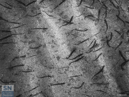 Spazio - Foto Loriano Brunetti