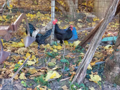 E qui comando io! - Foto Giancarlo Rossi