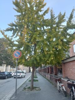 Gingko in viale Cavallotti