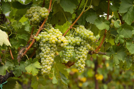 Grappolo del Verdicchio dei Castelli di Jesi