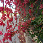 Intermezzo autunnale - Foto Antonella Starna