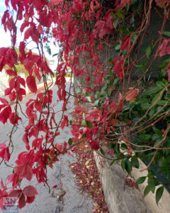 Intermezzo autunnale - Foto Antonella Starna