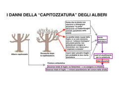 Danni della capitozzatura degli alberi