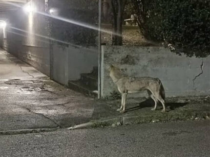 Uno dei lupi avvistati in via degli Oleandri