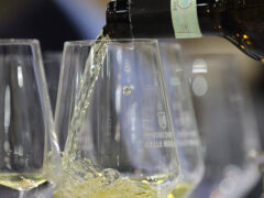 Verdicchio, calice di vino