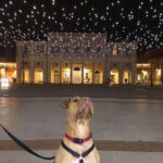 Foto di Francesca Libardi, vincitrice quarta edizione Contest Foto Natale Senigallia