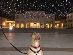 Foto di Francesca Libardi, vincitrice quarta edizione Contest Foto Natale Senigallia