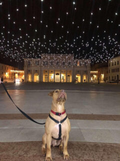 Foto di Francesca Libardi, vincitrice quarta edizione Contest Foto Natale Senigallia