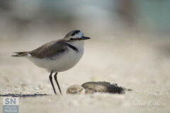 Sguardo da Fratino - Foto Andrea Leghissa
