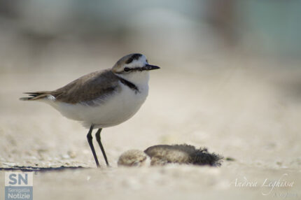 Sguardo da Fratino - Foto Andrea Leghissa