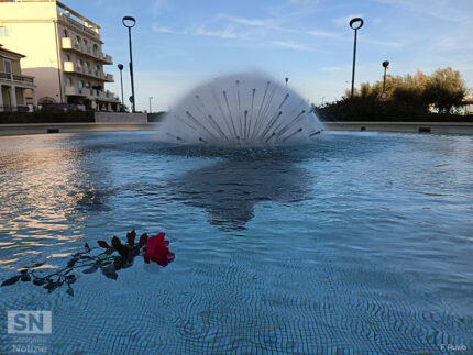 Rosa nella fontana - Foto Fedele Ruvio