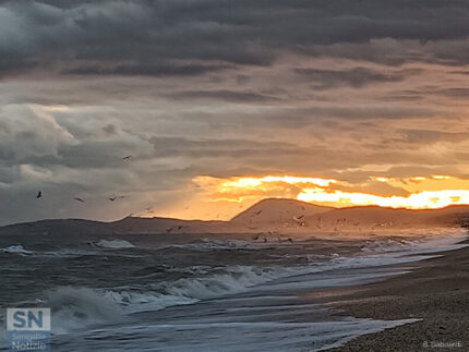Centinaia di gabbiani - Foto Barbara Gaboardi