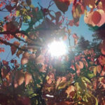 Sole d'autunno - Foto Cristina Giachè