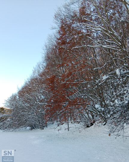 I colori dell'autunno ricoperti dalla neve - Cristina Giachè