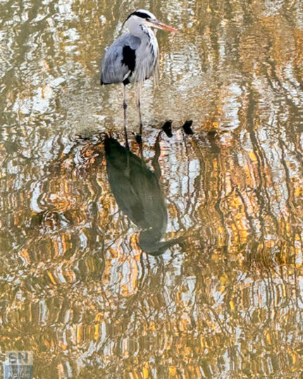 Specchio specchio delle mie brame…. Chi è il più bello tra il fogliame?! - Foto Barbara Brusoni