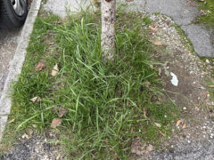 Via Feltrini: incuria del verde e degrado dei marciapiedi