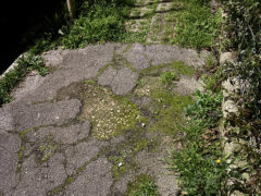 Via Feltrini: incuria del verde e degrado dei marciapiedi