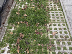 Via Feltrini: incuria del verde e degrado dei marciapiedi