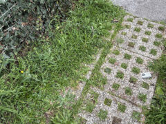 Via Feltrini: incuria del verde e degrado dei marciapiedi