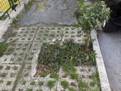 Via Feltrini: incuria del verde e degrado dei marciapiedi