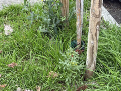 Via Feltrini: incuria del verde e degrado dei marciapiedi