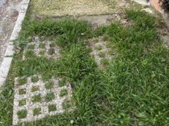 Via Feltrini: incuria del verde e degrado dei marciapiedi