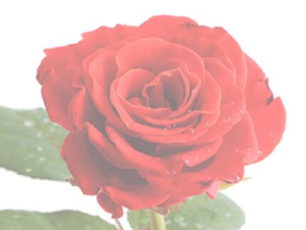 Lutto, cordoglio, necrologio