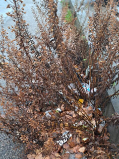 Incuria e sporcizia in via Abbagnano