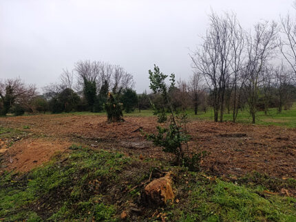 Alberi tagliati al parco della Cesanella