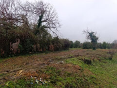 Alberi tagliati al parco della Cesanella