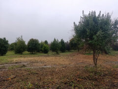 Alberi tagliati al parco della Cesanella