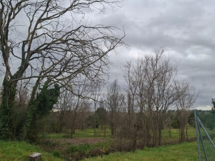 Parco della Cesanella - Alberi secchi ora abbattuti