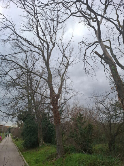 Parco della Cesanella - Alberi secchi ora abbattuti