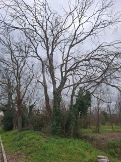 Parco della Cesanella - Alberi secchi ora abbattuti