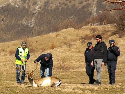 Rilascio del daino tratto in salvo ad Arcevia