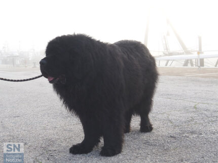 Giove nella nebbia - Foto Simone Secondini