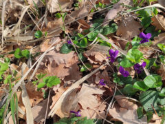 Associazione Confluenze: escursione naturalistica