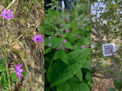 Associazione Confluenze: escursione naturalistica