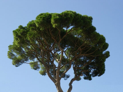 La chioma di un pino