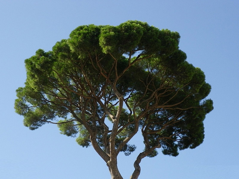 La chioma di un pino