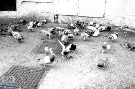 Colazione mattutina - Foto Simone Secondini