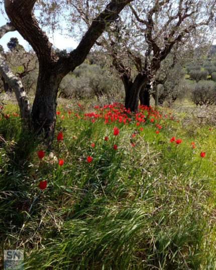 Ulivi secolari e papaveri - Foto Nadia Emili