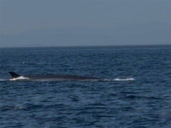 Balenottera comune avvistata al largo di Senigallia