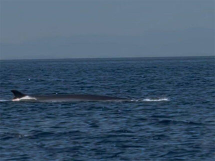 Balenottera comune avvistata al largo di Senigallia