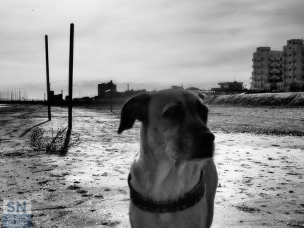 Blu... in spiaggia - Foto Simone Secondini