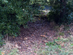 Cespugli in cui stazionano i gatti della colonia di Cesano